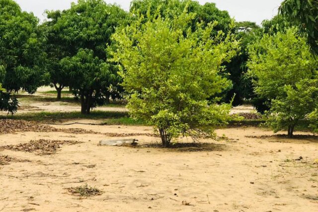 Protégé : Verger Fruitier de 5135 m² vers Diender