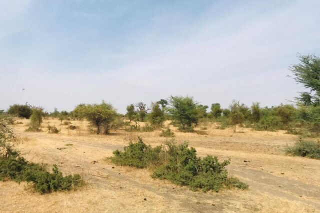 Verger Fruitier de 3,76 hectares vers Toubacouta