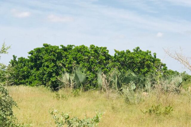 Verger de 1,57 hectare vers Pire