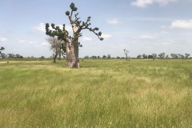 Protégé : Verger de 9,67 hectares vers Tassette