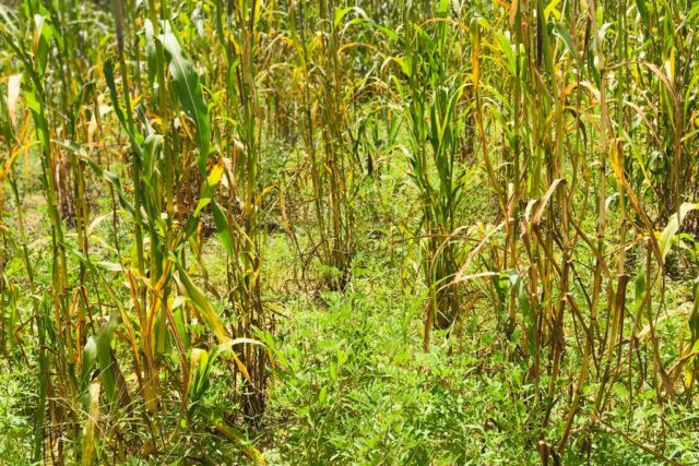 Protégé : Terrain  de 2,7 hectares à Keur Samba Kane