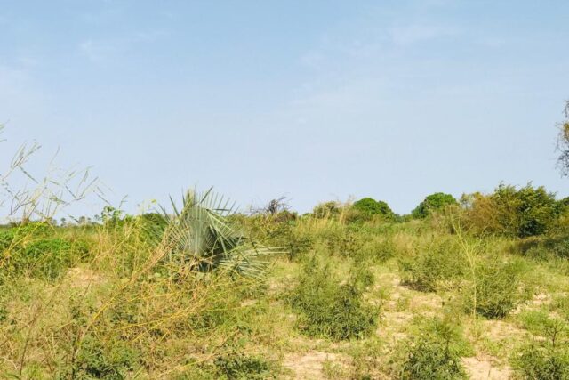 Protégé : Terrain de 6818 m² vers Pire