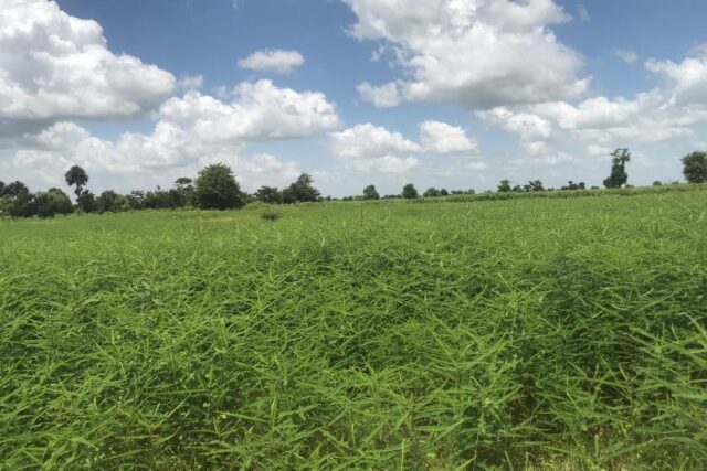 Protégé : Terrain de 1,56 hectare vers Nguéniène