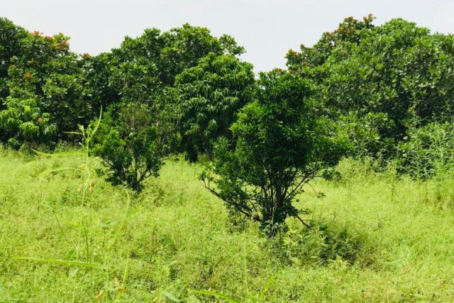 Protégé : Verger de 1,08 hectare à Séssène