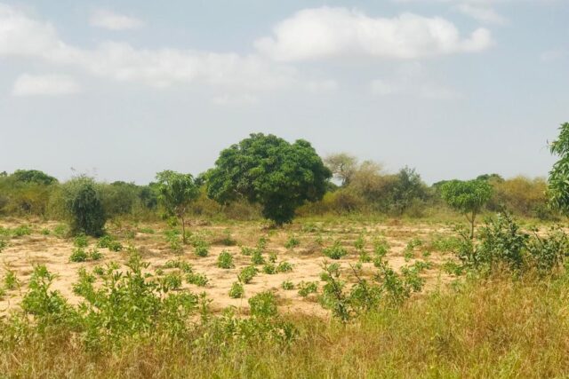 Protégé : Verger Fruitier 1,53 hectare vers Pire