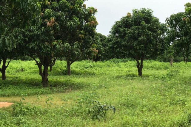 Protégé : Verger de 8286 m² à Diender