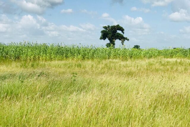 Terrain de 3,4 hectares vers Malicounda