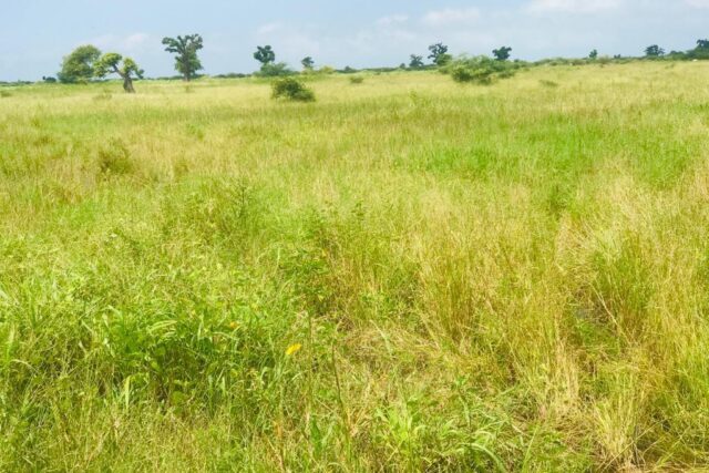 Protégé : Terrain de 5,62 hectares vers Nguéniène