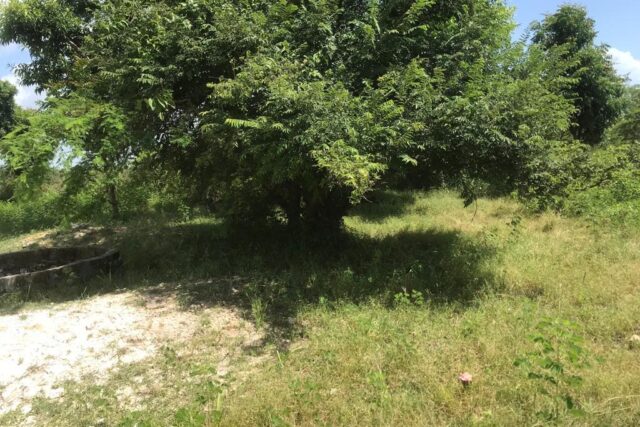 Protégé : Verger de 1,36 hectare vers Nguéniène