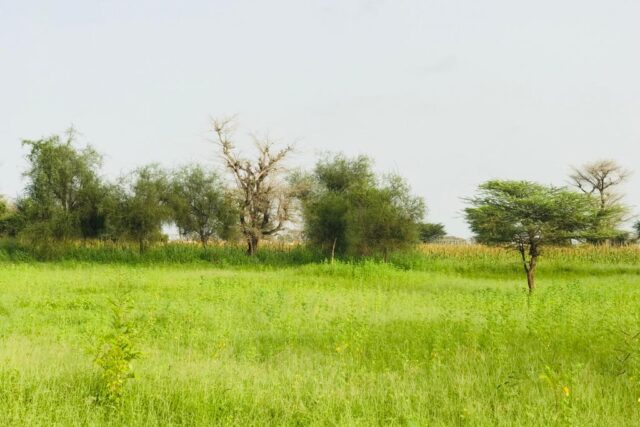 Protégé : Terrain de 5,3 hectares à Keur Samba Kane