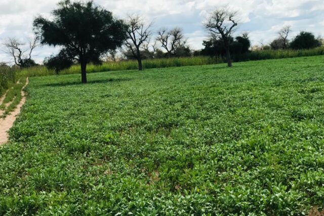 Terrain de 3,10 hectares vers Keur Samba Kane