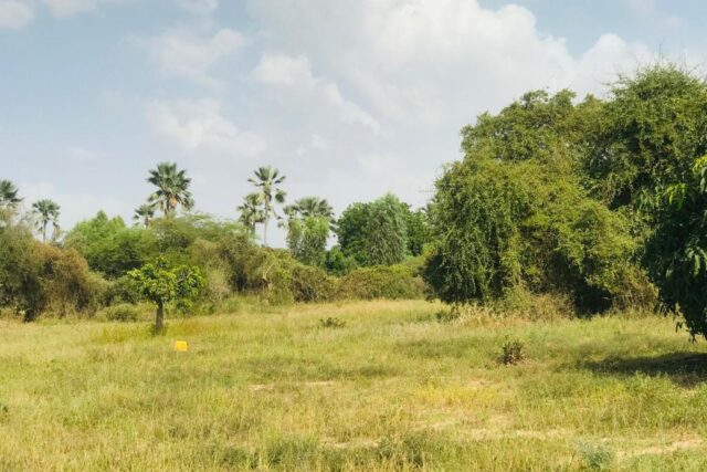 Protégé : Verger de 4359 m² à Pire