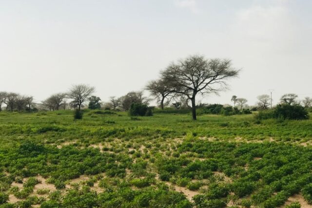 Protégé : Terrain de 2,06 hectares vers Touba Toul