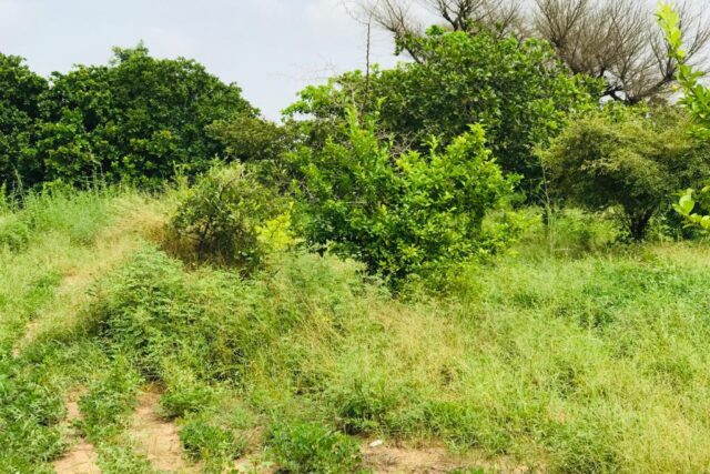 Protégé : Verger de 1 hectare vers Séssène