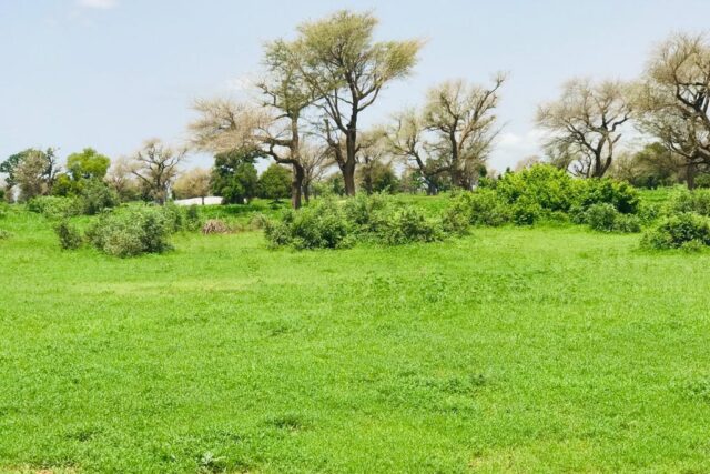Verger de 2 hectares vers Tassette