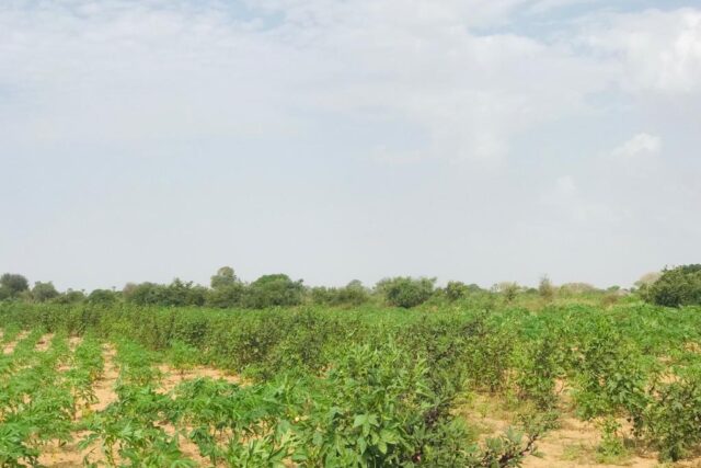 Terrain de 1,35 hectare vers Pire