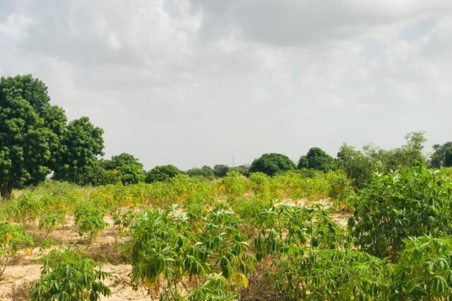 Protégé : Verger Fruitier 4981 vers Pire