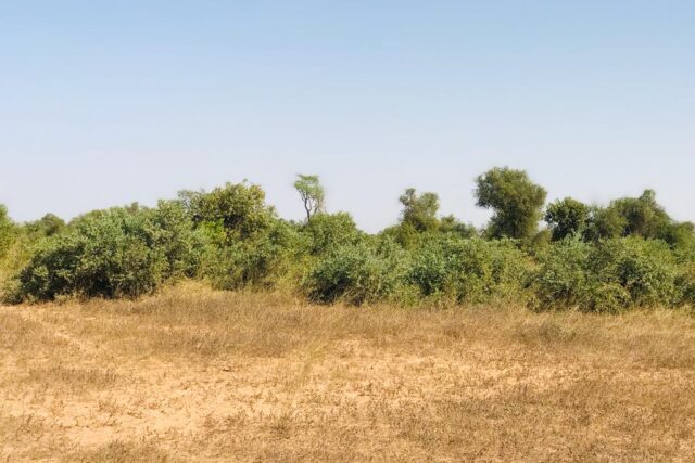 Protégé : Terrain de 3,75 hectares à Thiénaba