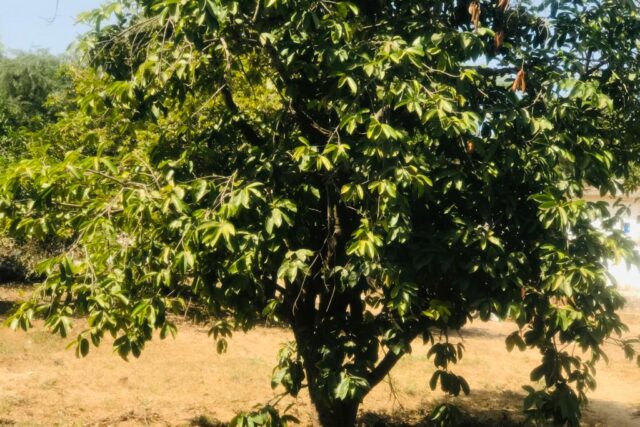 Verger Fruitier 2,92 hectares vers la Route des Niayes