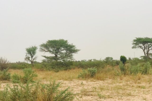 Terrain de 1,87 hectare vers Méouane
