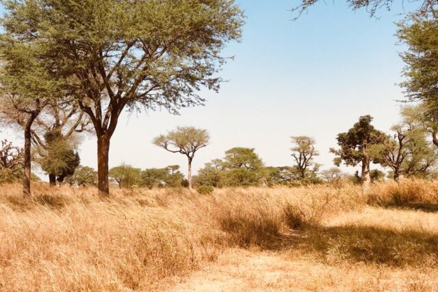 Protégé : Terrain de 5 hectares vers Thiénaba