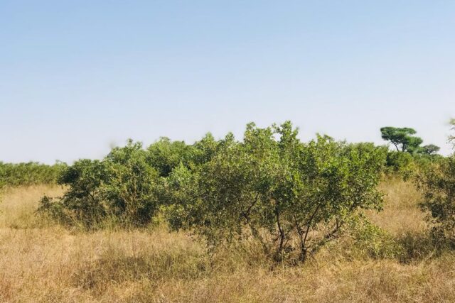 Protégé : Terrain de 3,19 hectares vers Thiénaba