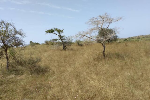 Protégé : Terrain de 1 hectare à Darou Khoudoss