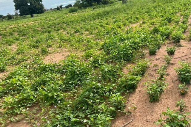 Protégé : Terrain de 2,31 hectares à Tassette