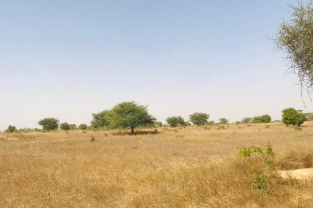 Protégé : Verger Fruitier 4,06 hectares vers Méouane