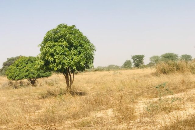 Verger Fruitier 1,33 hectare vers Méouane