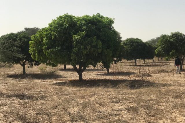 Verger Fruitier 1,28 hectare vers Koul