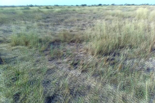 Terrain de 5 hectares vers Ross Béthio
