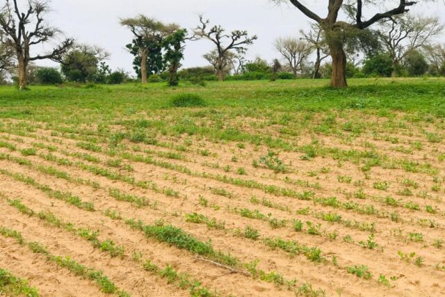 Protégé : Terrain de 1,79 hectare vers Tassette