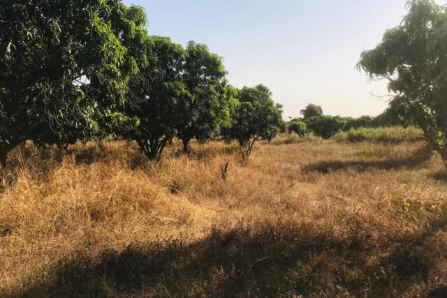 Protégé : Verger de 5 hectares à Diender