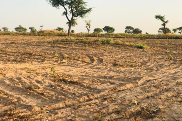 Protégé : Verger Agricole de 7392 m² à Notto Diobass