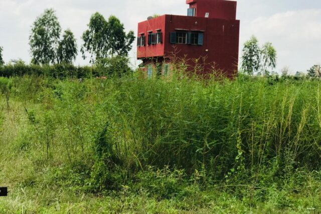 Protégé : Verger de 13 hectares à Sindia