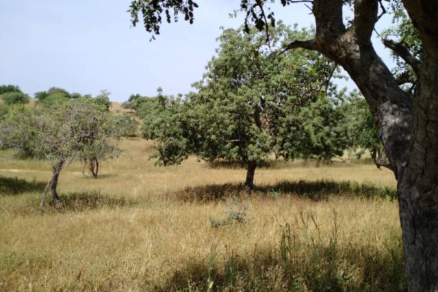 Protégé : Terrain de 23 hectares à Diokoul Diewrigne