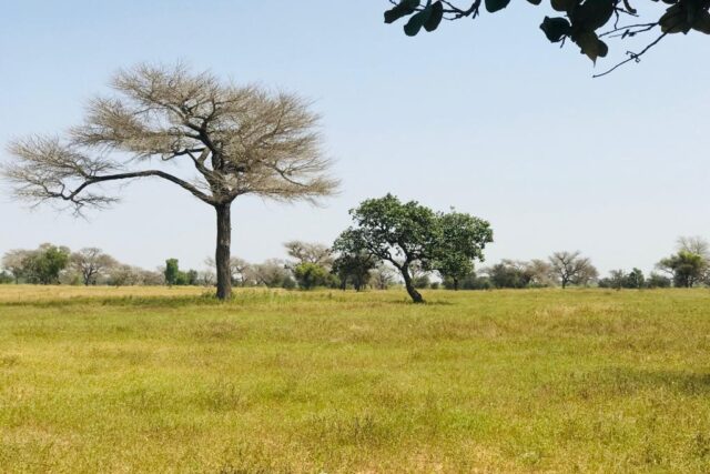 Terrain de 3 hectares vers Ngoundiane