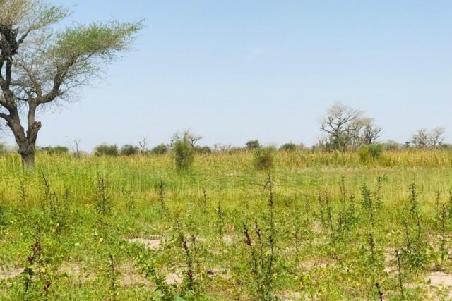 Protégé : Terrain de 5,63 hectares vers Ngoundiane