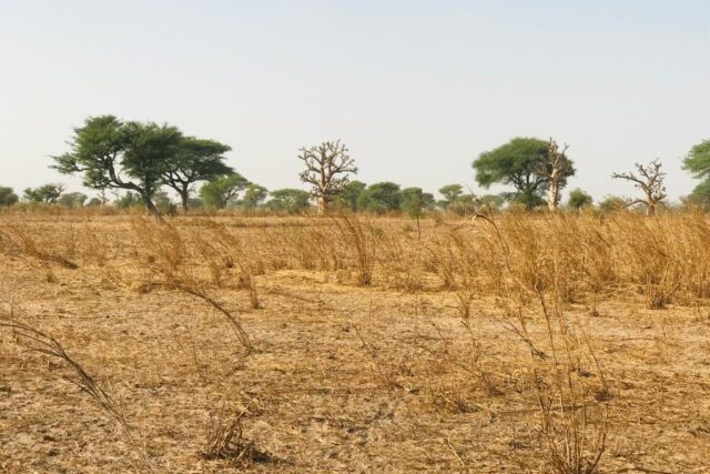 Terrain de 8098 m² vers Touba Toul