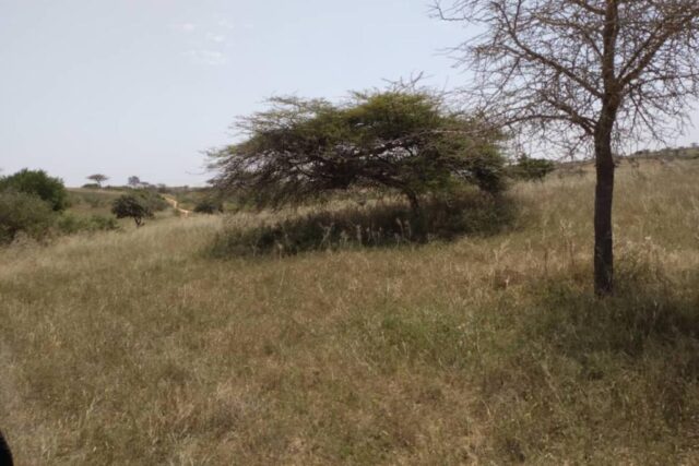 Location d’un Verger Agricole  de 5,15 hectares vers Darou Khoudoss