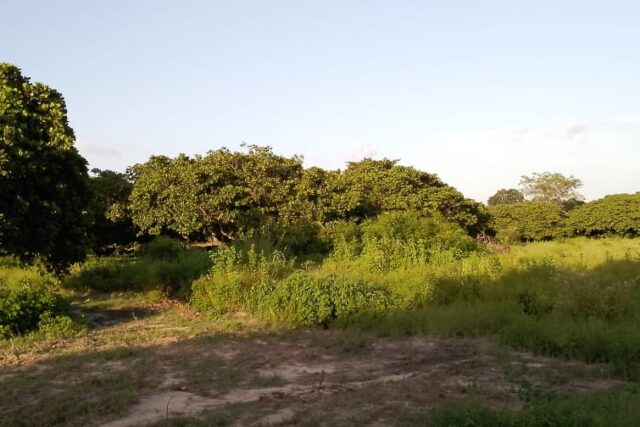 Verger de 32 hectares vers Toubacouta