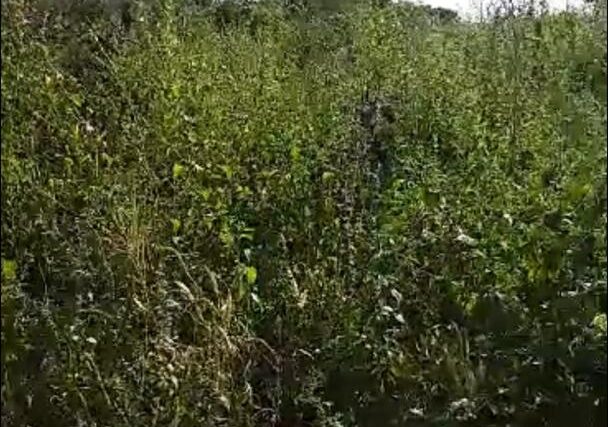 Protégé : Terrain de 3700 m² vers Notto Diobass