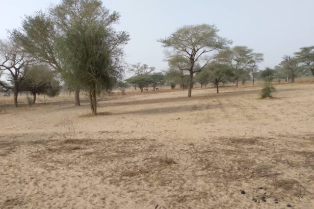 Terrain de 1,56 hectare vers Keur Samba Kane