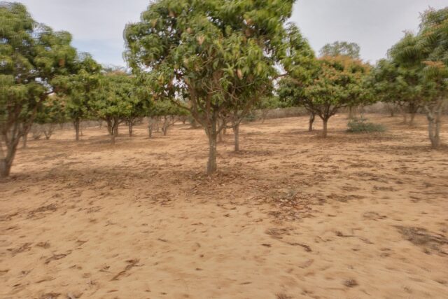 Protégé : Verger de 1,22 hectare vers Notto Gouye Diama