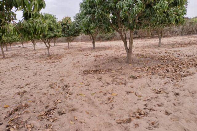 Verger de 5573 m² vers Notto Gouye Diama