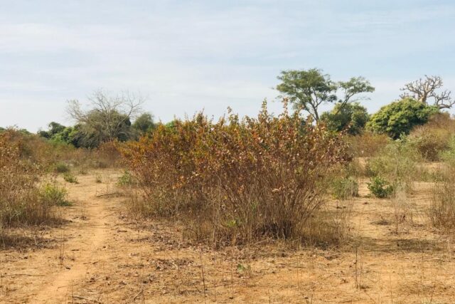 Terrain Agricole de 1,28 hectare vers Sindia