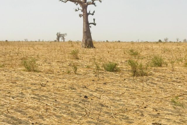 Terrain de 2 hectares vers Nguéniène