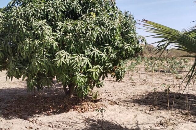 Protégé : Verger de 1,95 hectare vers Taïba Ndiaye