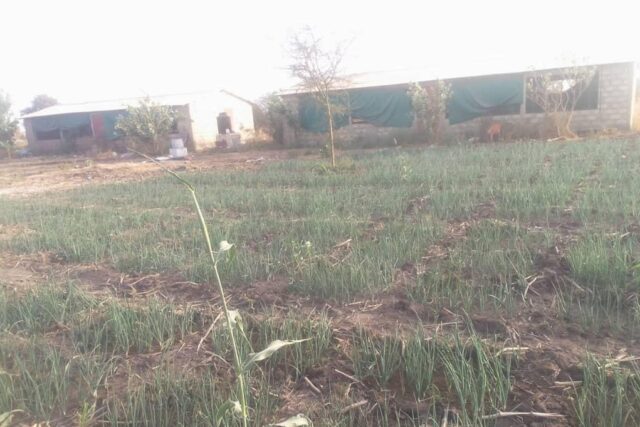 Verger de 1 hectare vers Nguéniène